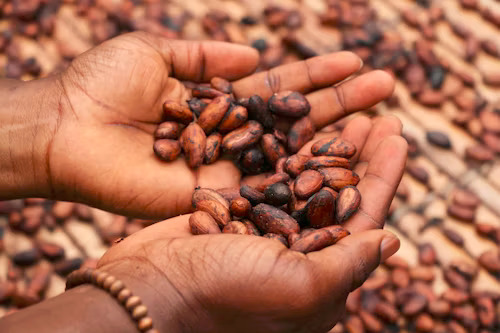 cocoa powder supplier indonesia