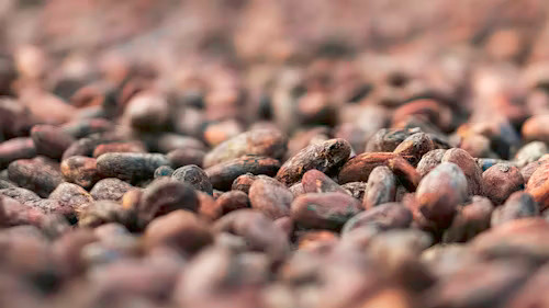 Top Supplier Cocoa Powder in Indonesia